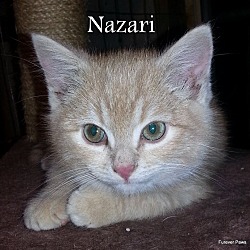Thumbnail photo of NAZARI #1