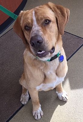 St Louis, MO - Hound (Unknown Type). Meet Buster a Pet for Adoption ...