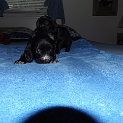 Thumbnail photo of Puppy Number Six-Adopted! #2