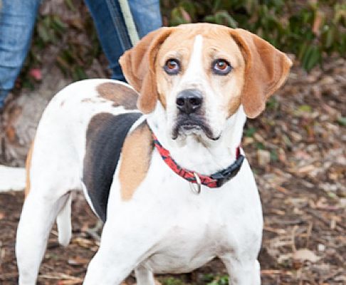 Martinsville, IN - Beagle/Plott Hound. Meet Annie a Pet for Adoption ...