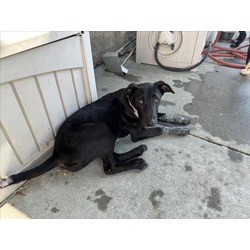 Photo of *LEXIE