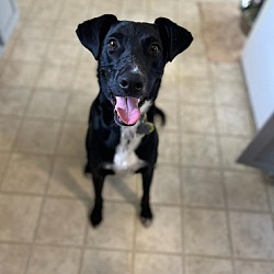 Photo of Bogart 