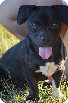 french bulldog dachshund mix