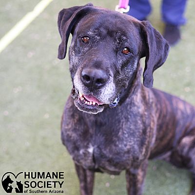 Tucson, AZ - Mastiff. Meet CLEO a Pet for Adoption - AdoptaPet.com