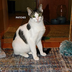 Photo of Patches