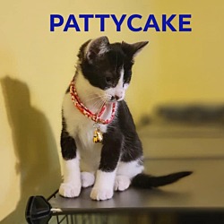 Thumbnail photo of Pattycake #4