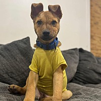 adopt a pet