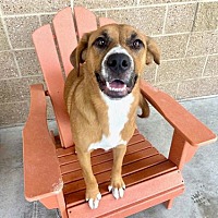 adopt a pet