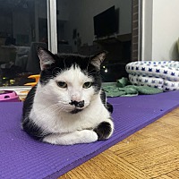 adopt a pet