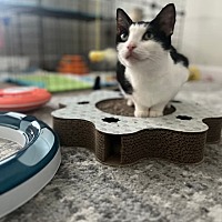 adopt-pet