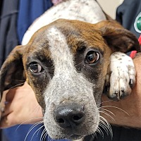 adopt a pet