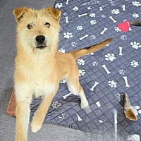 adopt-pet