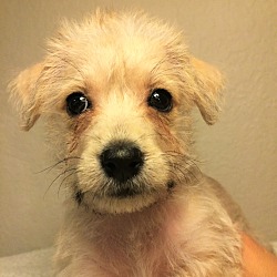 Thumbnail photo of Sandy-Bryanna Pup #1