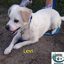 Thumbnail photo of Levi - Adopted August 2016 #3