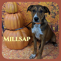 Photo of Millsap