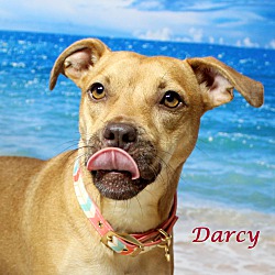 Thumbnail photo of Darcy~adopted! #4