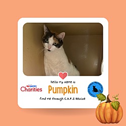 Thumbnail photo of Pumpkin #1