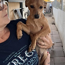Photo of Pastor a male Doxie-Pin