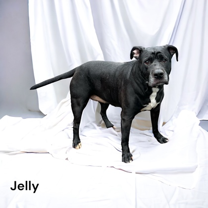 Thumbnail photo of Jelly #1