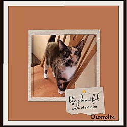Photo of Dumplin - Lapcat, Fetches