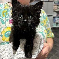 Photo of Furby (available for pre-adoption)