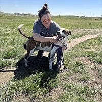 adopt a pet