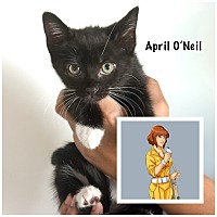 adopt a pet