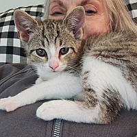 adopt-pet