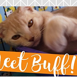 Thumbnail photo of Buff #1