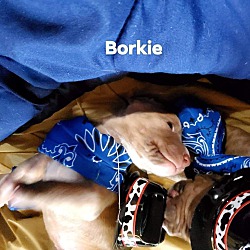 Thumbnail photo of Borkie #2