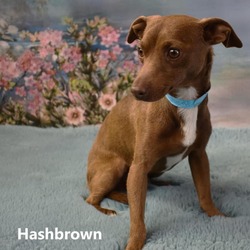 Photo of Hashbrown