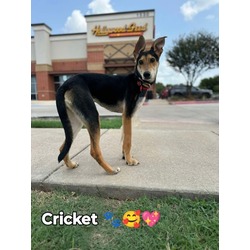 Thumbnail photo of Cricket #1