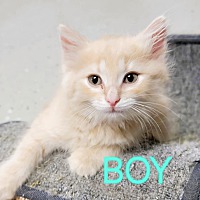adopt a pet
