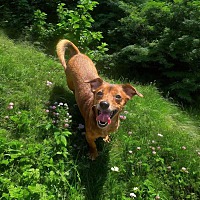 adopt a pet