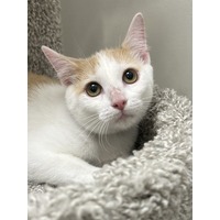 adopt-pet