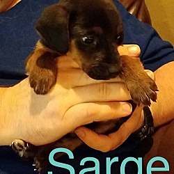 Thumbnail photo of Sarge-Adoption Pending #2