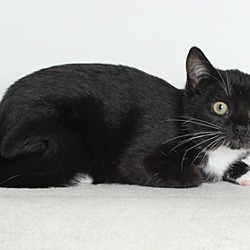 Haven Humane Society In Redding California