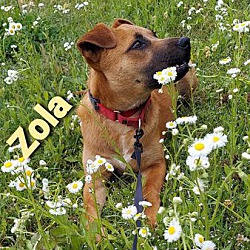 Thumbnail photo of Zola #4