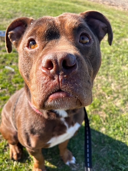 Greenville, NC - Dogue de Bordeaux/Labrador Retriever. Meet Hershey *IN ...