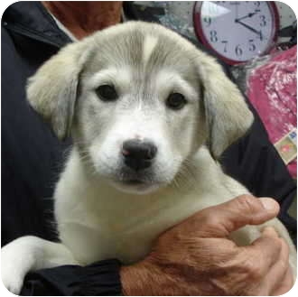 great pyrenees husky mix puppies for sale