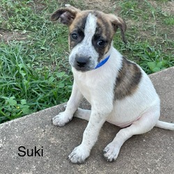 Photo of Suki 24-04-139