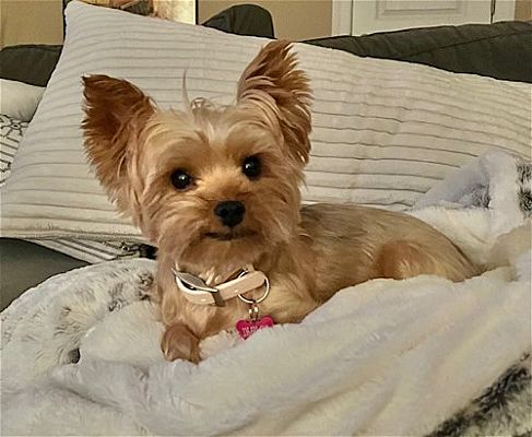 Greensboro, NC - Yorkie, Yorkshire Terrier. Meet Sophie a Pet for ...