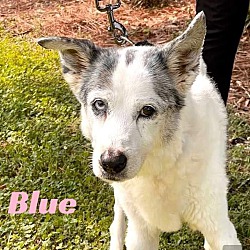 Photo of BLUE