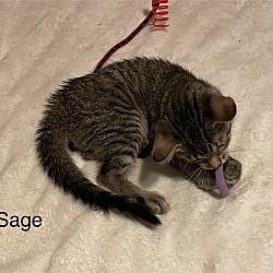 Thumbnail photo of Sage #2