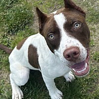 adopt a pet