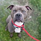 Adopt A Pet :: Loki - Lancaster, OH