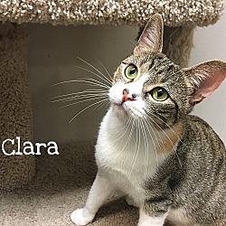 Thumbnail photo of Clara #3