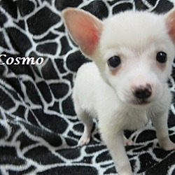 Thumbnail photo of Cosmo #1