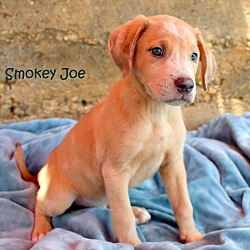 Thumbnail photo of Smokey Joe~adopted! #4