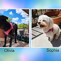 Thumbnail photo of Olivia and Sophia - N.TX #4